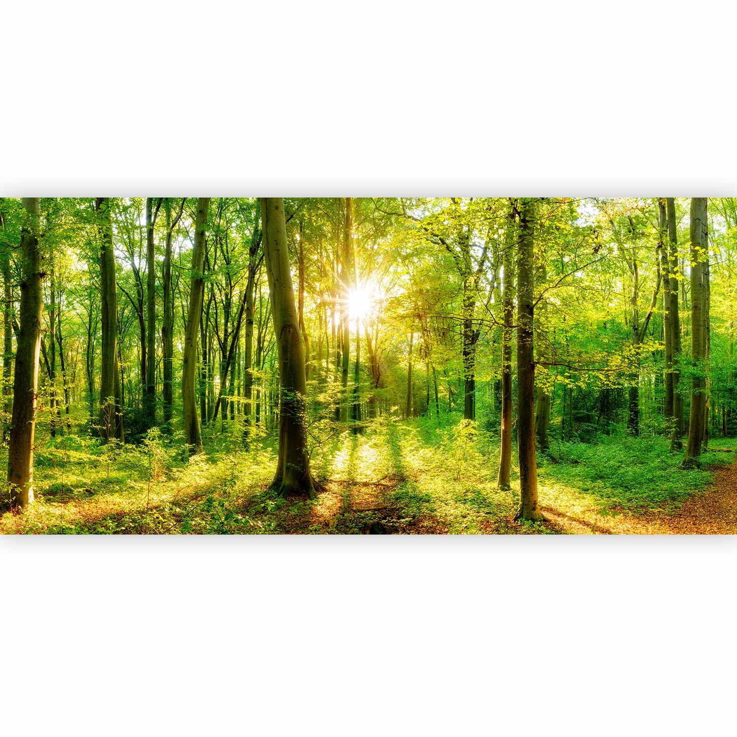 murando Fotomurales Bosque 550x250 cm XXL Papel de esquina Papel pintado | tejido no tejido Decoración de Pared decorativos Murales moderna de Diseno Paisaje Panorama