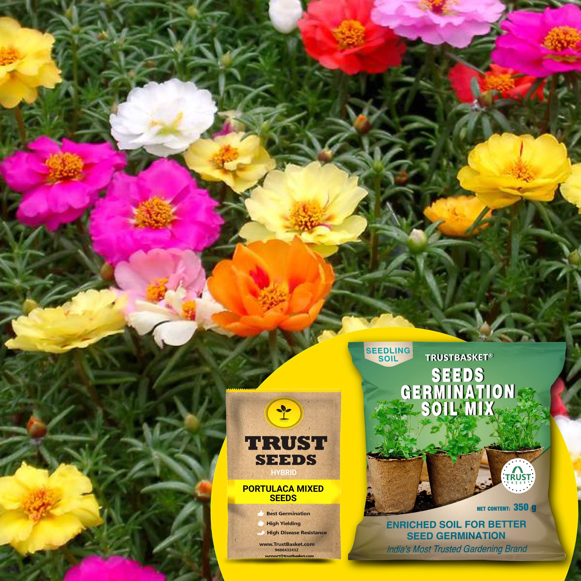 See full amazon price history chart for TrustBasket® Portulaca Mixed (Hybrid) Seeds with Free Germination Potting Soil Mix TrustBasket® Portulaca Mixed (Hybrid) Seeds with Free Germination Potting Soil Mix (B07R9SL8CF) Amazon Price History, Amazon Price Tracker
