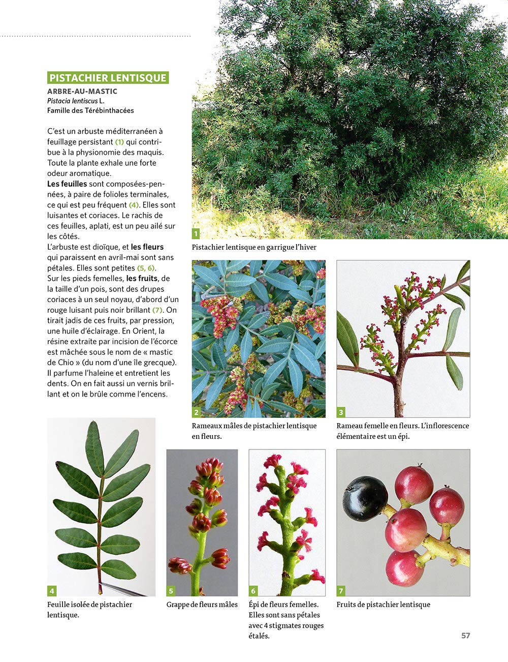 Dictionnaire visuel des plantes de la garrigue et