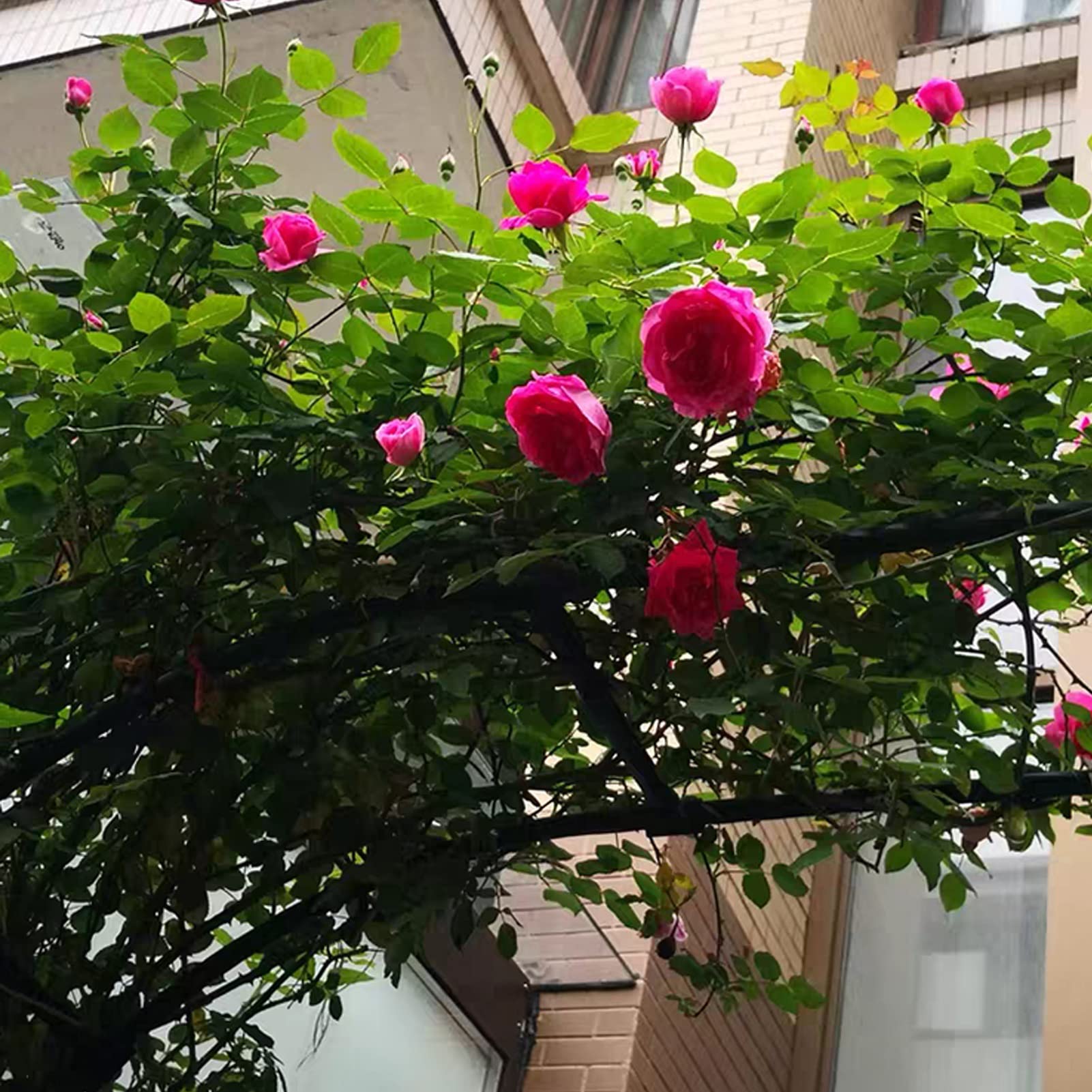 Arco da giardino per esterni, arco per rose per matrimoni, piante rampicanti, pergolato, archi da giardino resistenti alle intemperie, stile semplice, facile da installare, per esterni, giardino