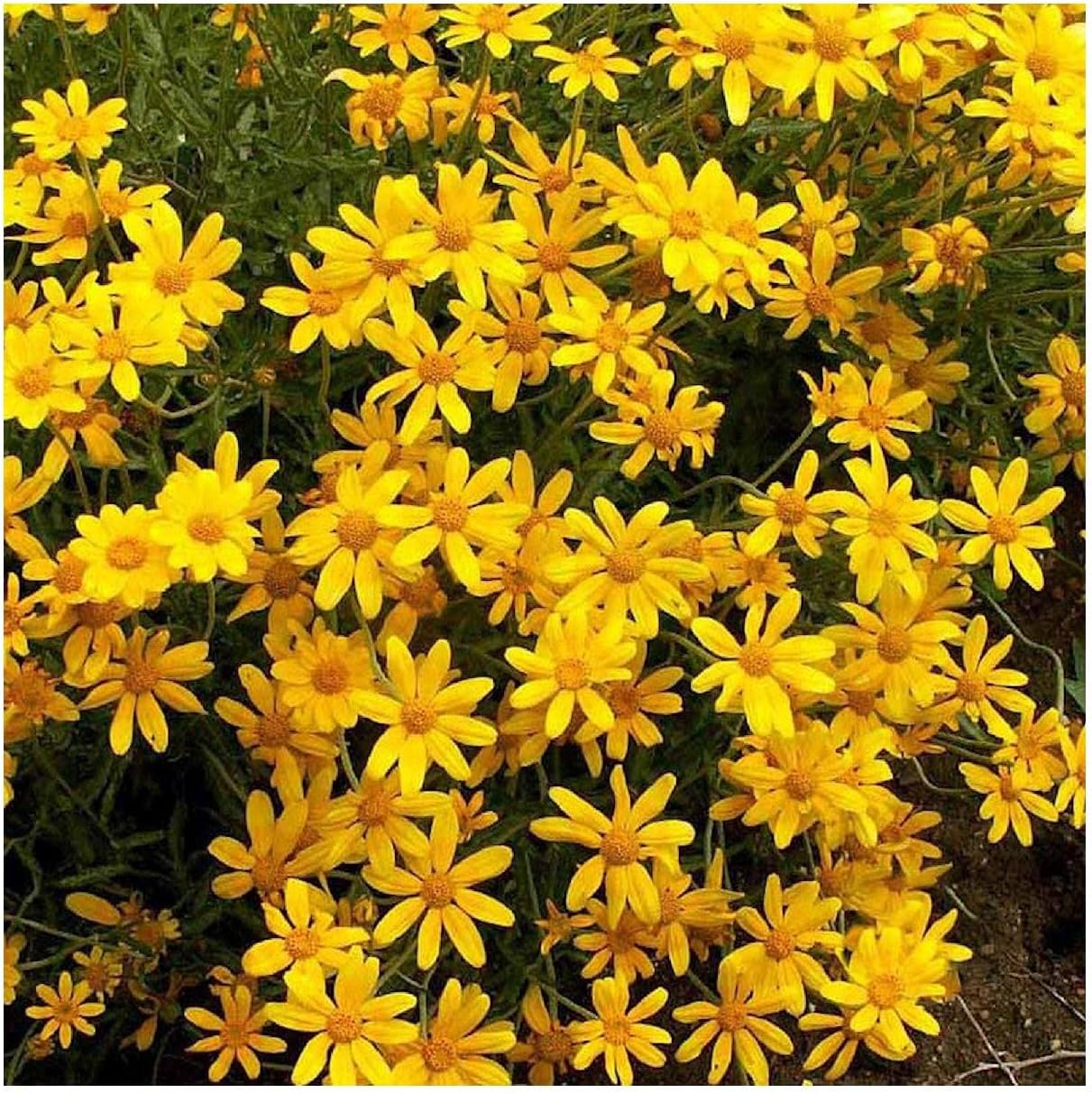 Everwilde Farms - 1 Oz Oregon Sunshine Native Wildflower Seeds - Gold Vault