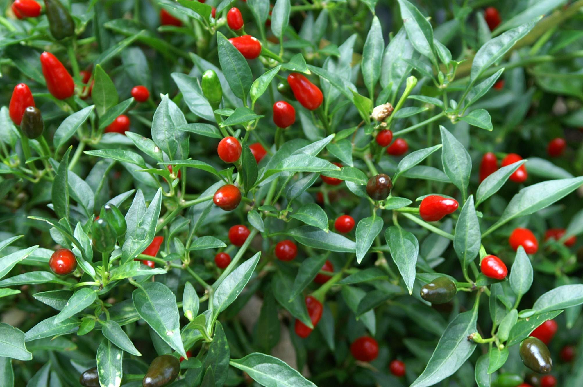 Bhajanlal Greenery Hot Birds Eye Chilli Seed, Thai Chili Pepper Vegetable Seed - Pack of 50 Seeds. (B07SVXZZ4T) Amazon Price History, Amazon Price Tracker