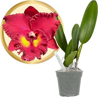 Better-Gro Cattleya Hybrid RLC. Shinfong Unique ‘Tian Mu’, 4" Live Plant, Blooms in 6-12 Months with Proper Care, Deep Red Blooms, Hand-Selected by Master Growers