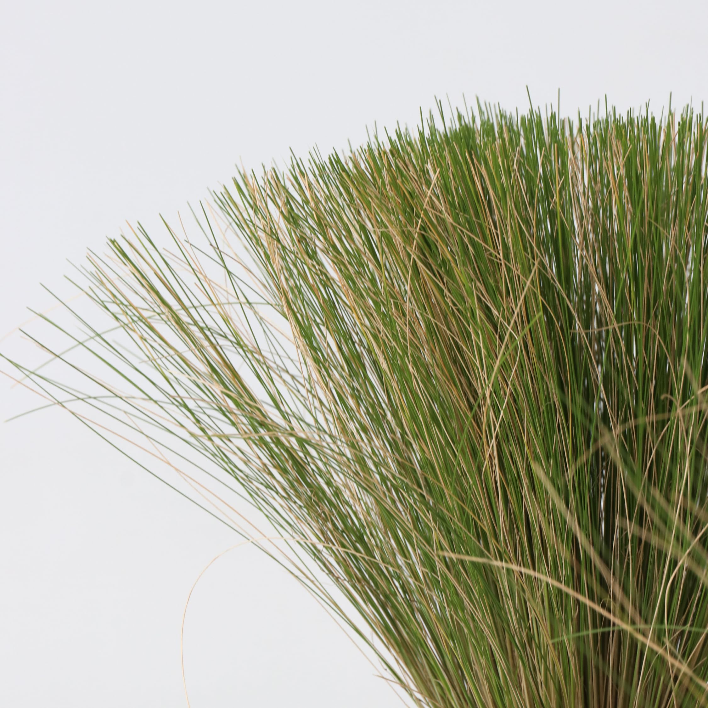 Plant in a Box - Stipa - Set di 9 - 'Pony Tail' - Erba ornamentale - Vaso 9cm - Altezza 20-30cm