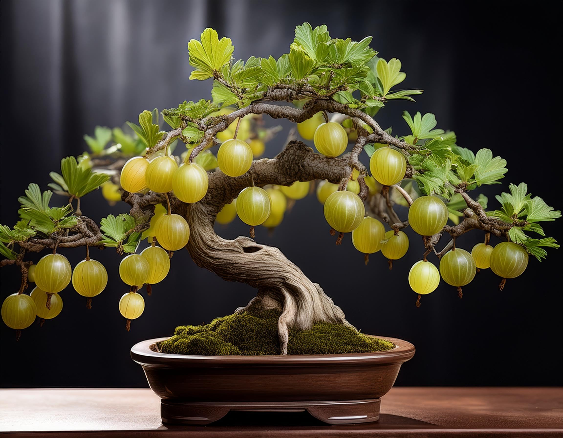 Amazon.com : Green Gooseberry Bonsai Tree Seedling for Planting - 1 Year  Old Well Rooted Seedling : Patio, Lawn & Garden