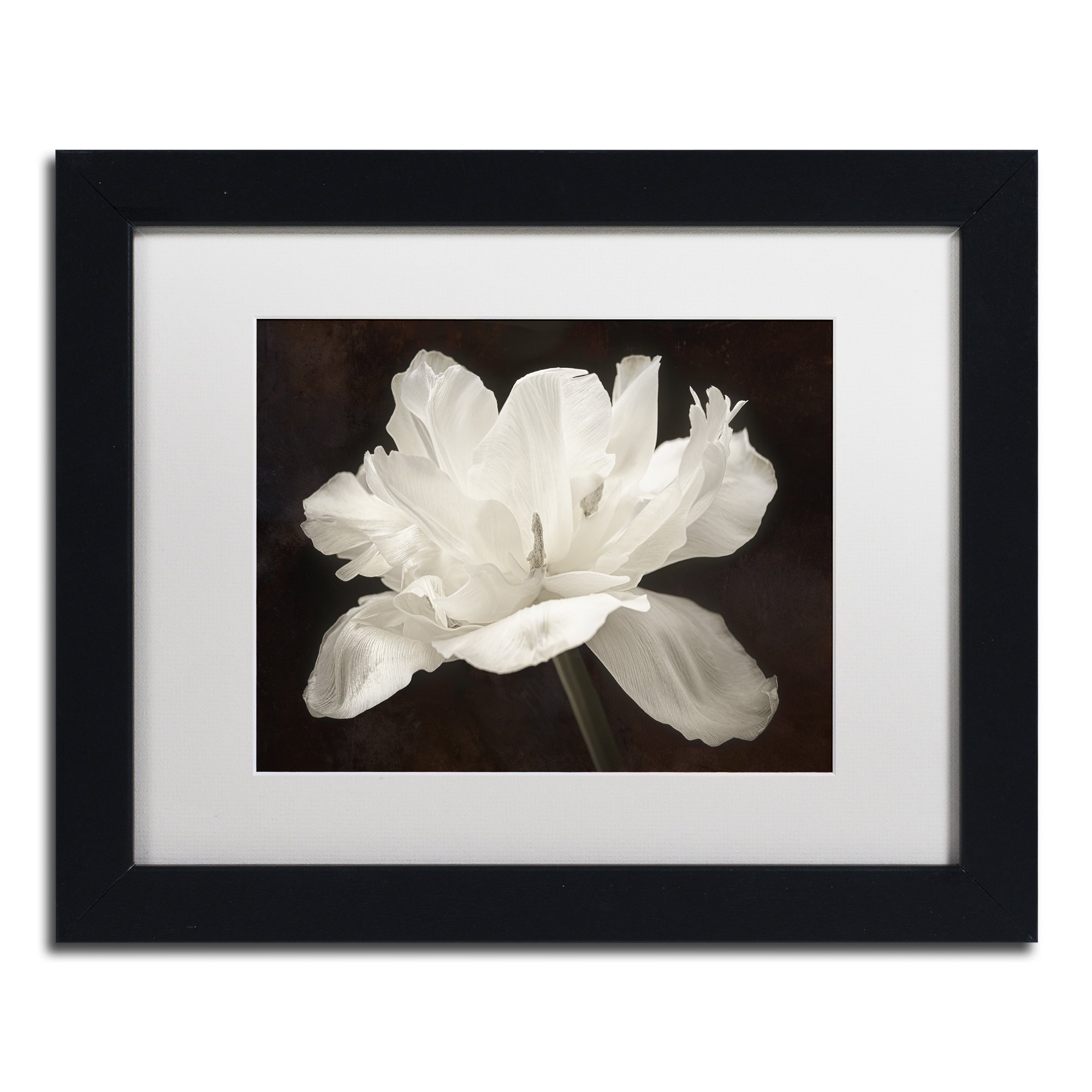 Trademark Fine Art White Tulip I White Matted Black Frame by Cora Niele 11x14