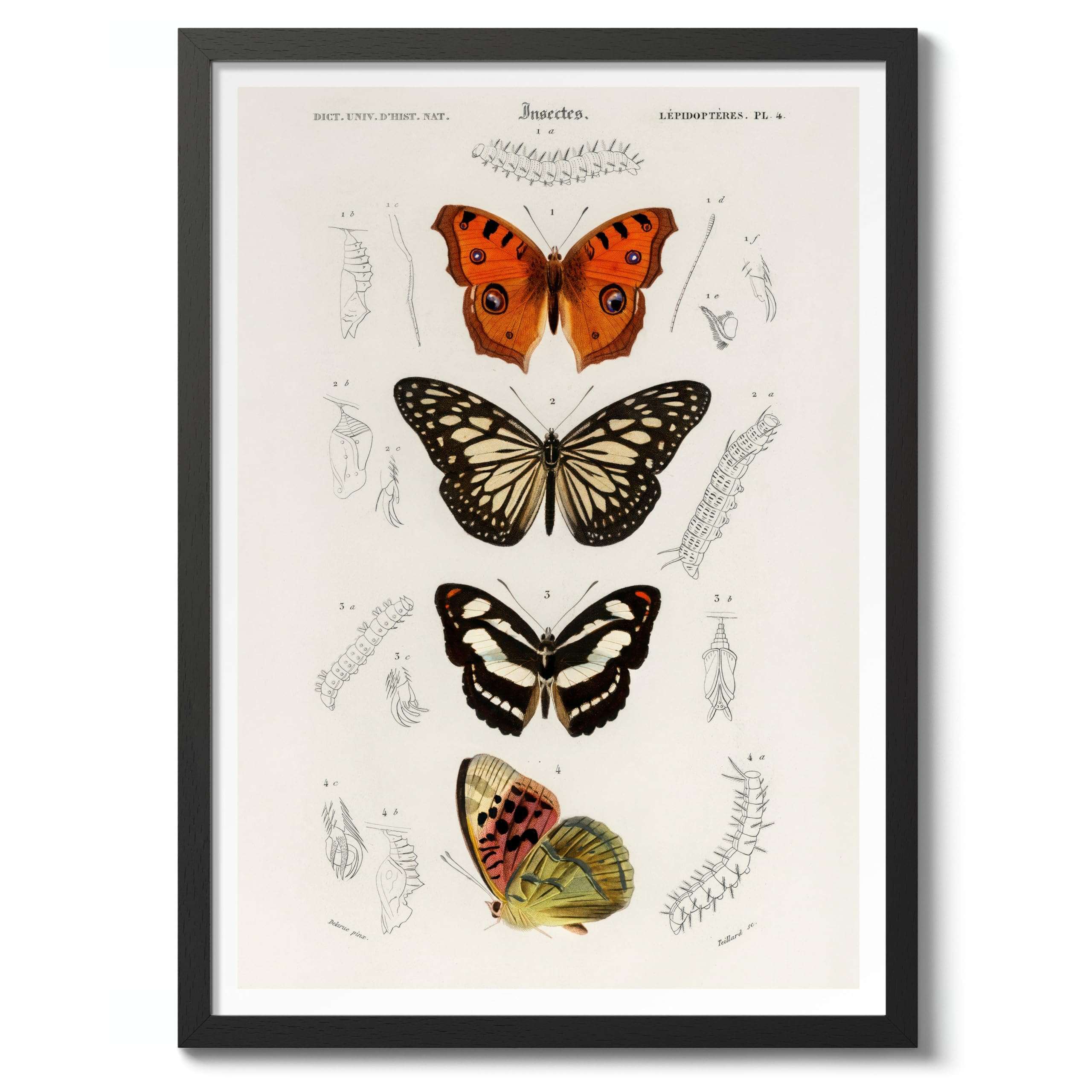 Butterflies Charles Dessalines D'Orbigny Poster, Vintage Botanical Prints, Encyclopedia Retro Wall Art Home Decor, Archival Matte, A3 (Black Frame) - 42x29.7cm โ image 1