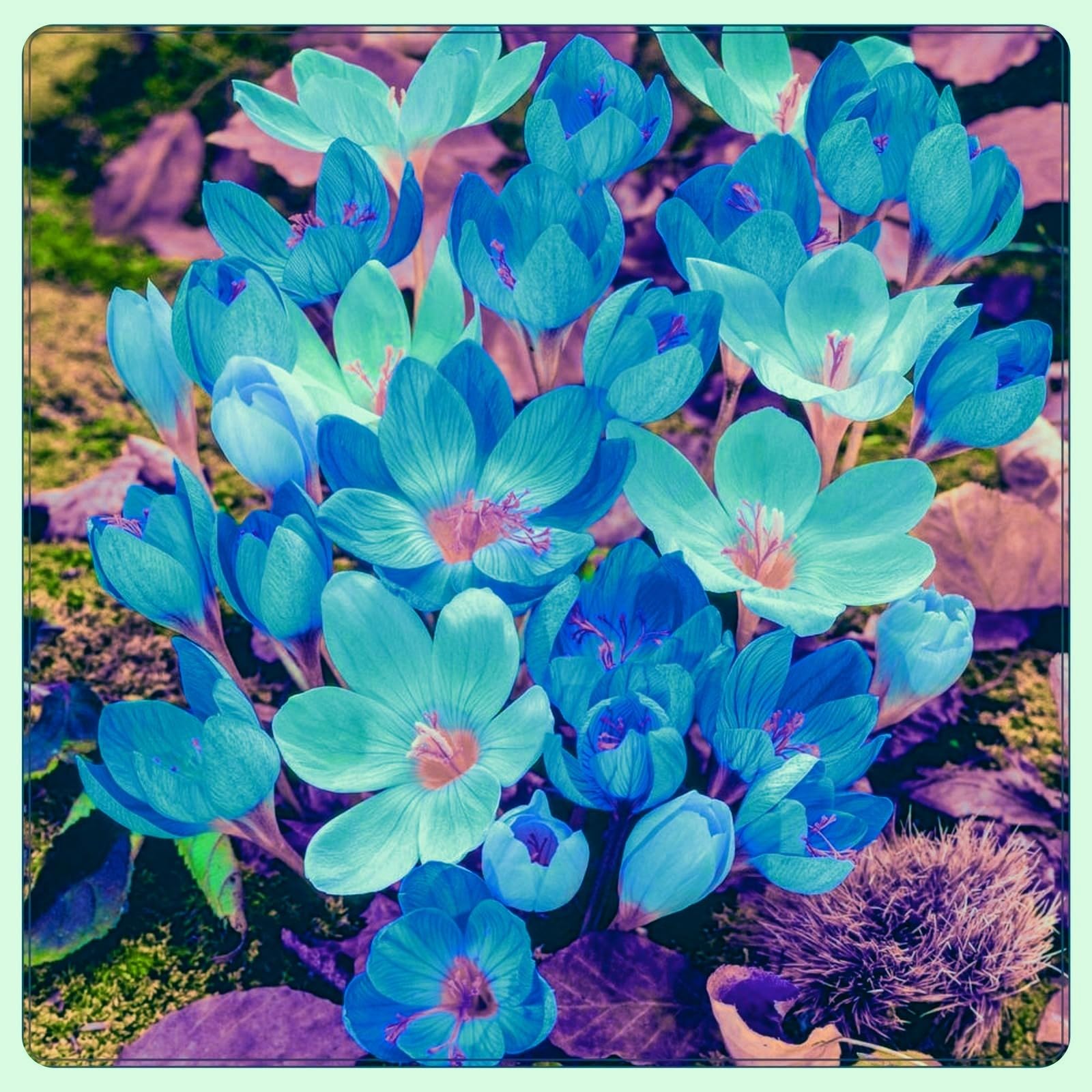 Crocus Bulbs/Strong Plants That Grow Well/Mix Golden Jade Carving Feels/Beautiful Now Mixed Garden/Crop for Planting Now UK