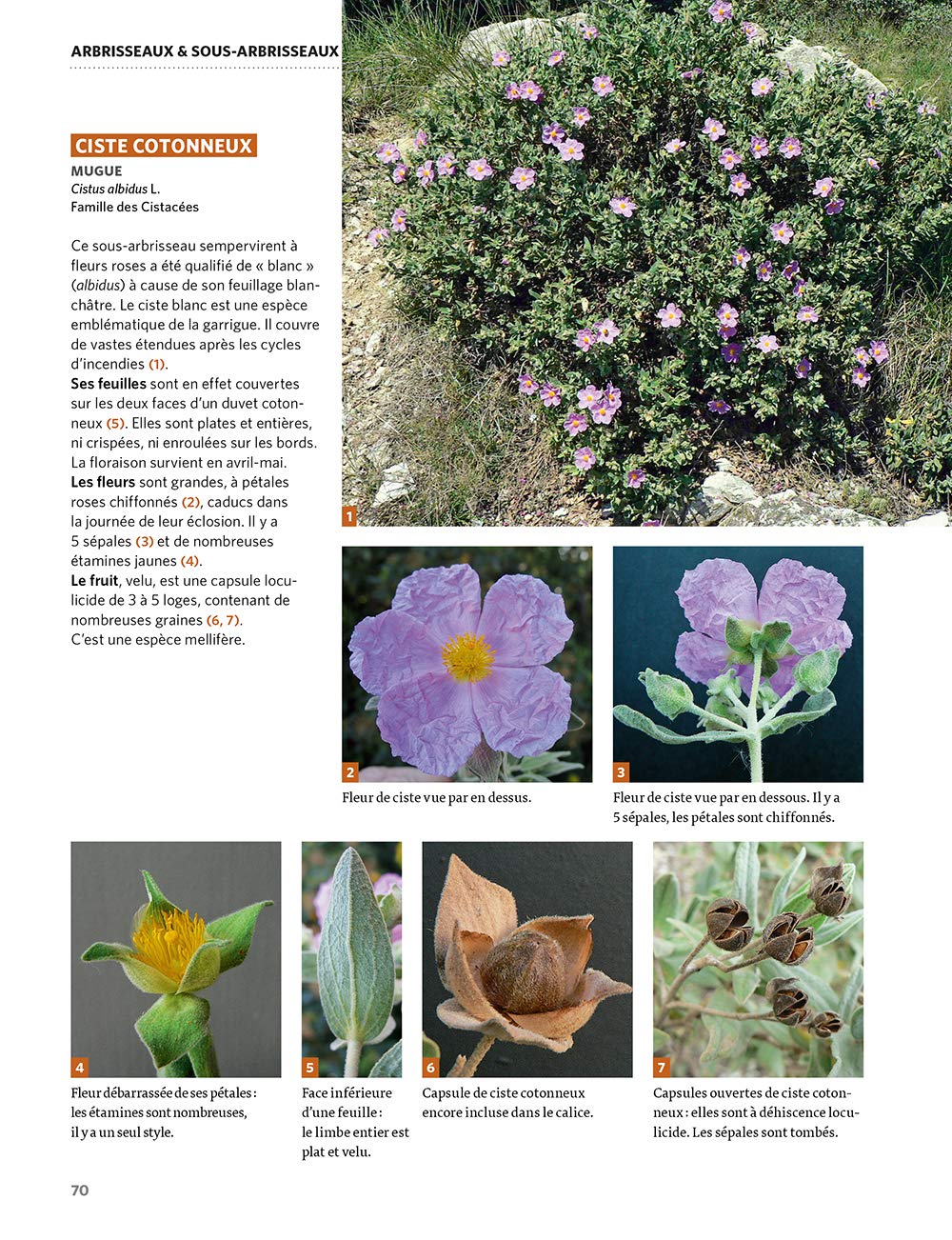 Dictionnaire visuel des plantes de la garrigue et