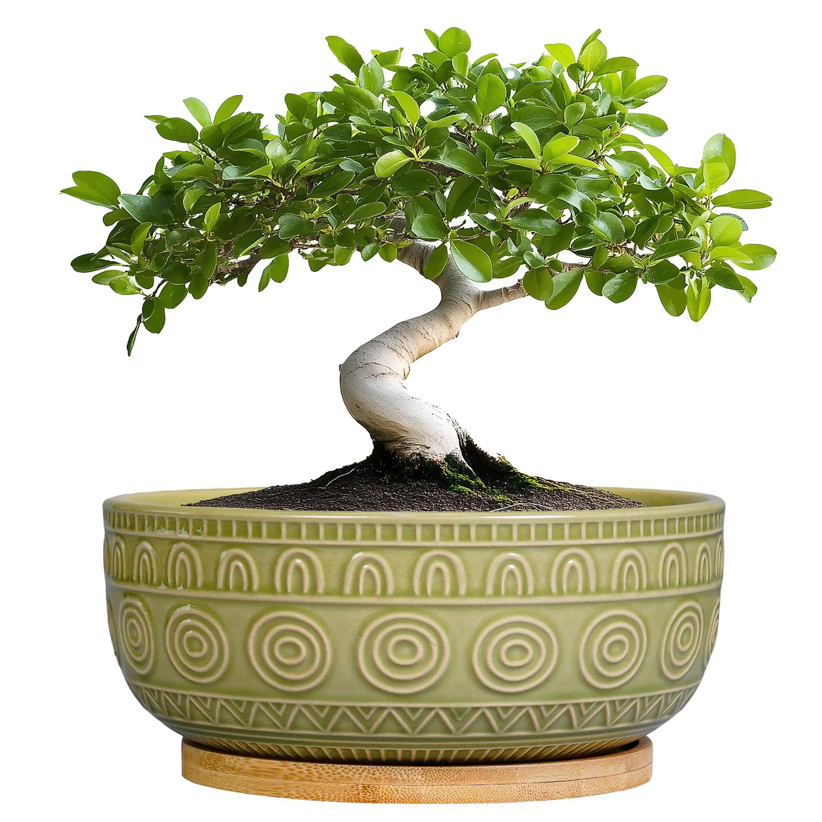 Eightpot Bonsai Pots - 8 Inch Ceramic Succulent Pots with Drainage Hole and Saucer, Shallow Round Planter for Indoor Plants, Boho Bowl Planter, Room