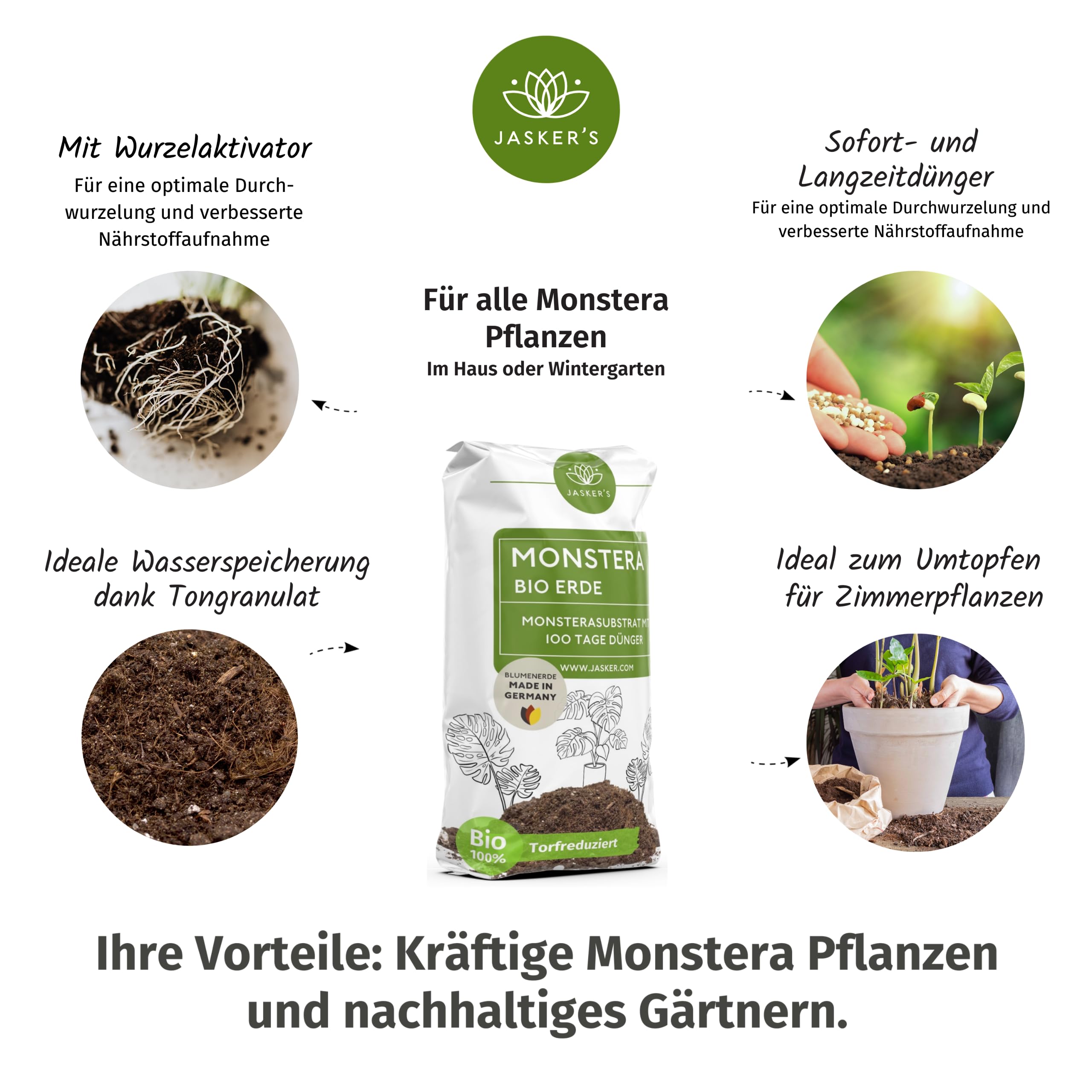 philodendron scandens varieties Philodendron scandens 'Brasil' main image 1