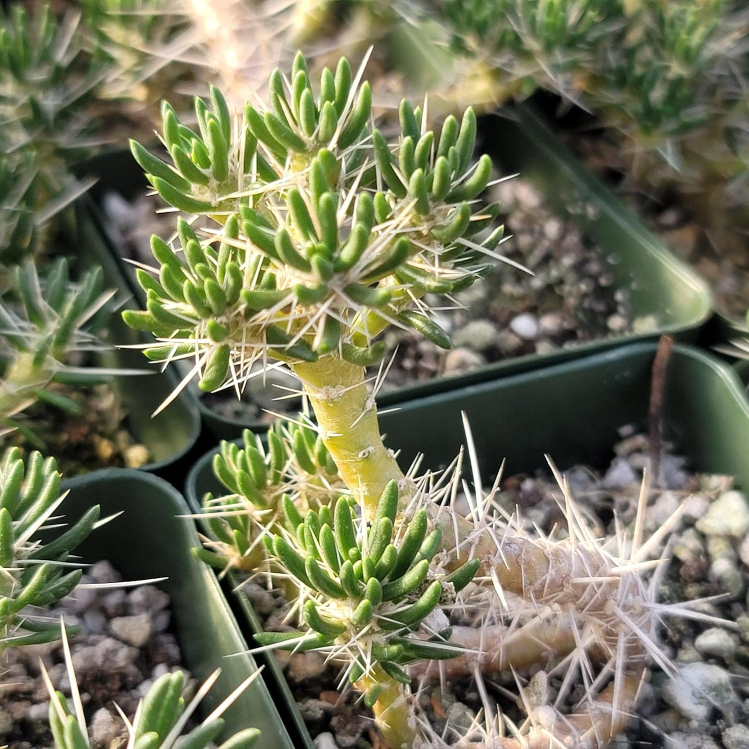 Maihuenia poeppigii Cacti Cactus Succulent Real Live Plant