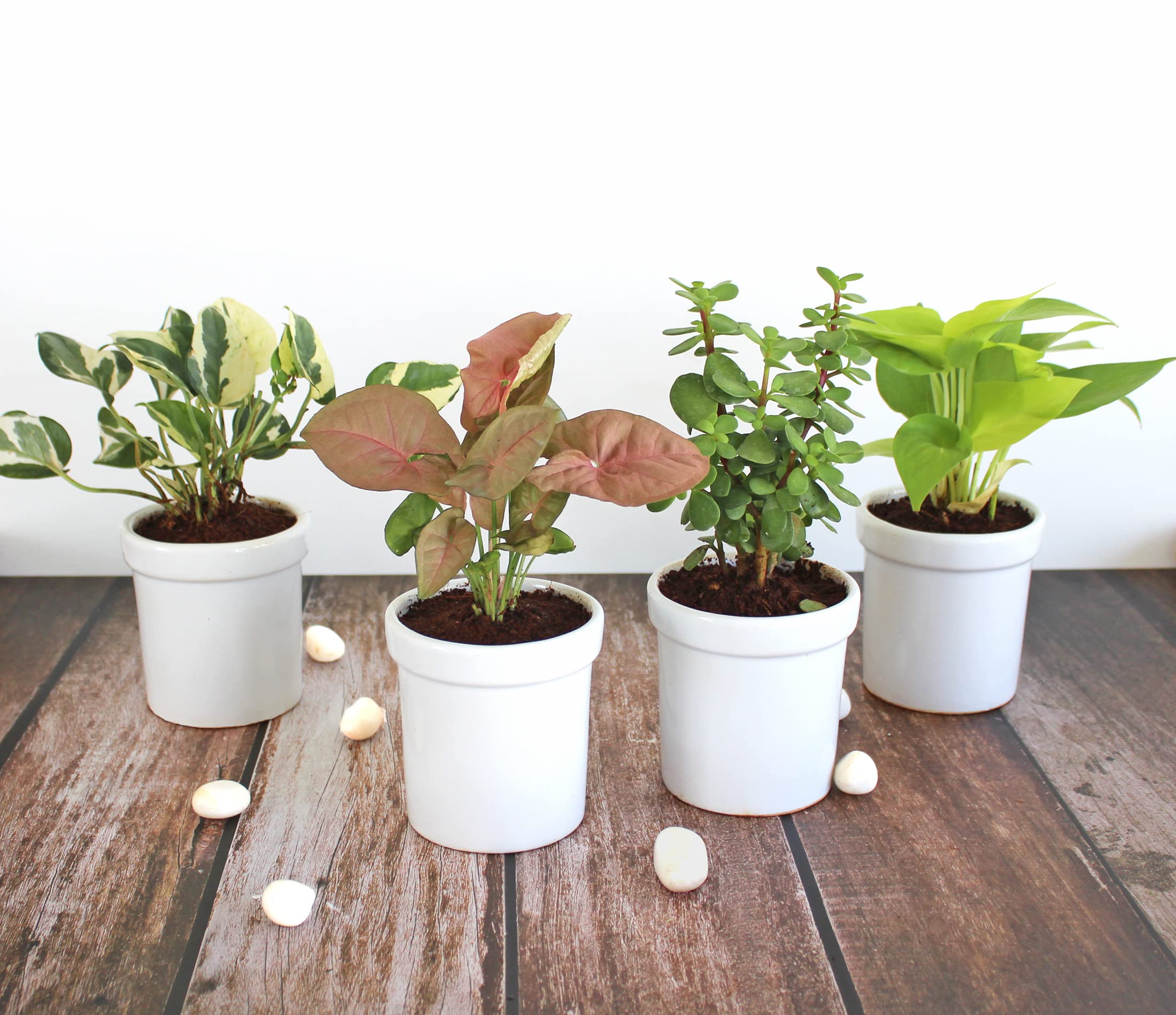 See full amazon price history chart for Rolling Nature Combo of Live Indoor Plants for Home Jade Plant, Golden Pothos, Pink Syngonium and Njoy Money Plant in White Jar Glacier Ceramic Pots Rolling Nature Combo of Live Indoor Plants for Home Jade Plant, Golden Pothos, Pink Syngonium and Njoy Money Plant in White Jar Glacier Ceramic Pots (B09NDZBJNH) Amazon Price History, Amazon Price Tracker