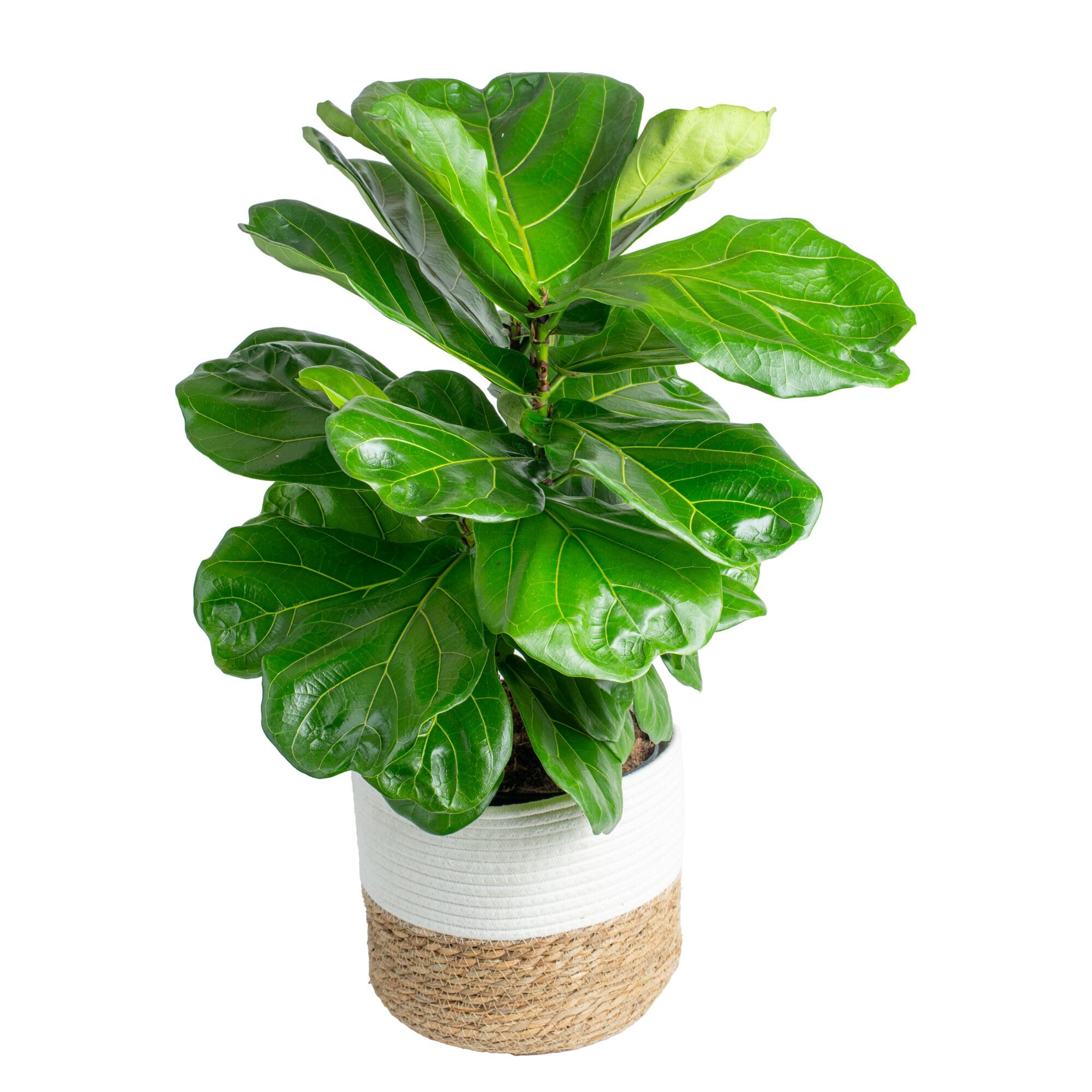 Costa Farms Fiddle Leaf Fig, Live Indoor Plant, Floor Plant, Statement Tree