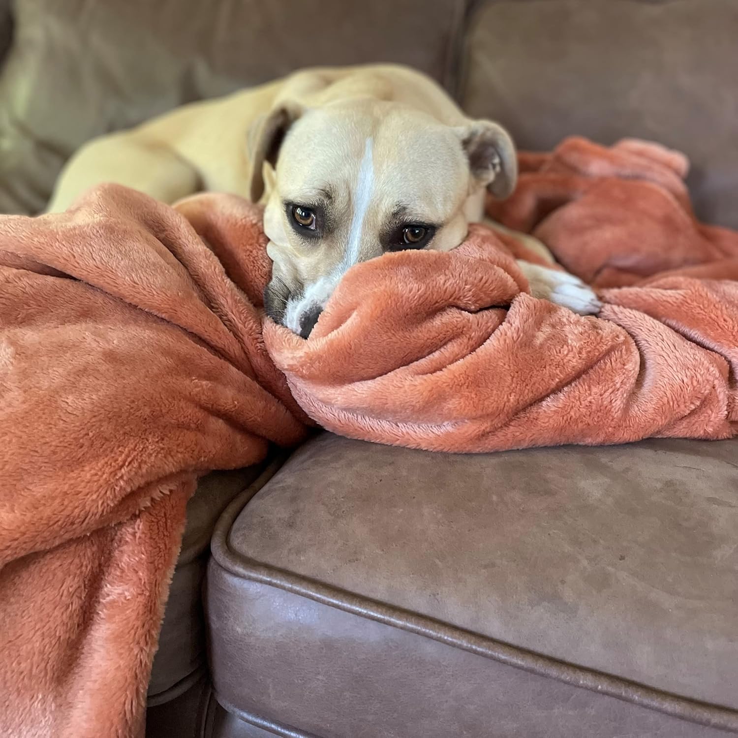 Laurel & Mayfair Softest Plush Blanket, King, Tan Clay Tan Clay King