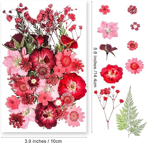 Vista 23 de 26 flores secas prensadas para moldes de resina, flores naturales reales prensadas para manualidades de bricolaje, fabricación de velas, decoración