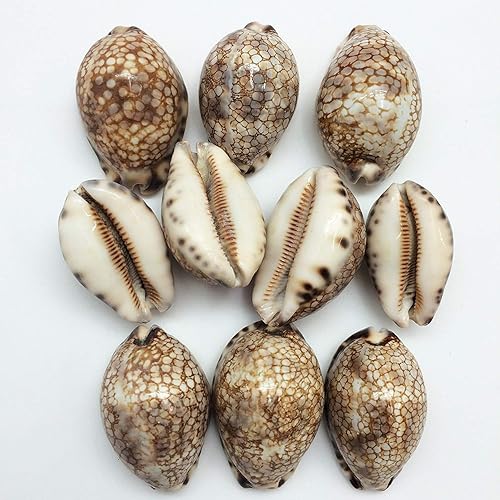 Miniatura 10 de PEPPERLONELY 3 conchas de mar de huevo común Cowrie, conchas de cauri blancas brillantes, 3 pulgadas  3.5 pulgadas