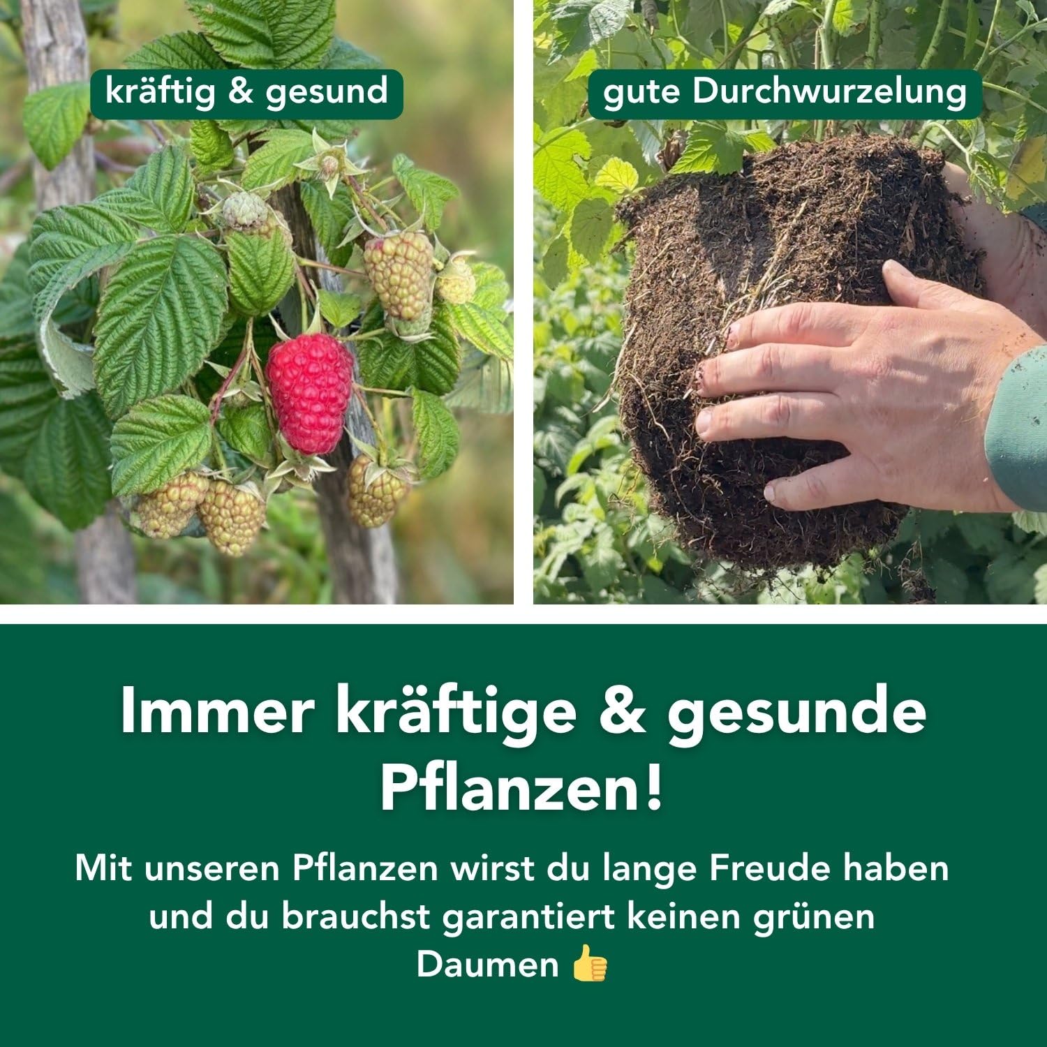 Bloomify® rote Bio Balkon-Himbeerpflanze "Heidi" | 60 bis 80 cm großer ertragreicher Himbeerstrauch | winterharte und pflegeleichte Himbeere für Balkon oder Terrasse | süße, leckere Früchte