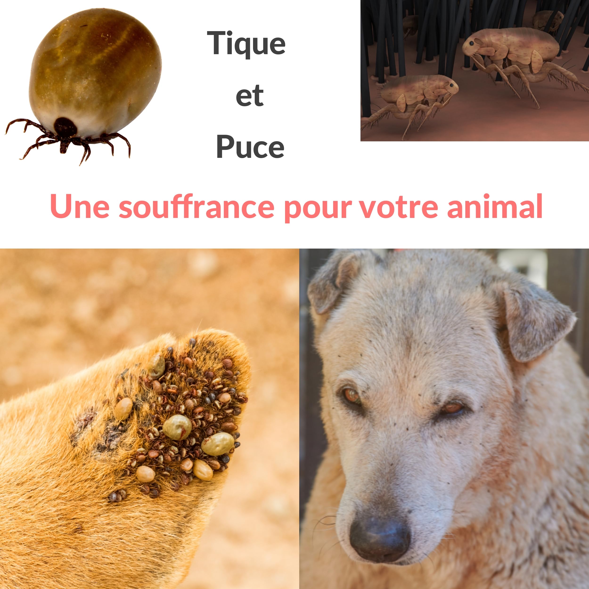 Peigne anti puce et tique pour chien et chat. Kit de crochet et tire tiques pour enlever et éliminer puces et poux des animaux de compagnie. Outil de toilettage. Elimination naturelle Lot de 5 pcs