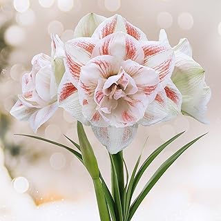 Garden State Bulb Galaxy Nymph Double Amaryllis Flower Bulb, 26/28cm, Holiday Blooms! (Bag of 2)