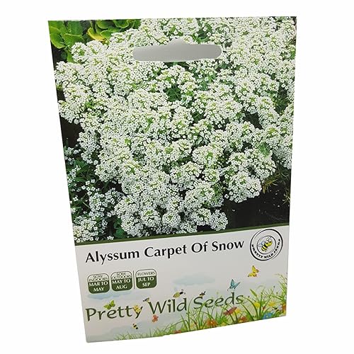 Alyssum Carpet of Snow Seeds in Pictorial Packet from UK