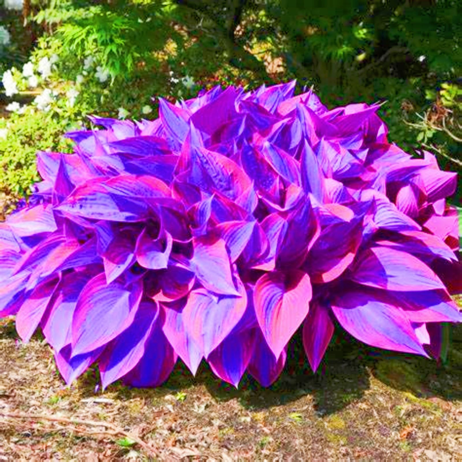 Hostas Plants Garden Flowers Wedding Flowers-4Bulbs-d