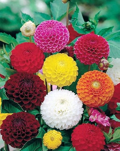Miniatura 4 de Semillas Dahlia Pompon Mix - Orgánico