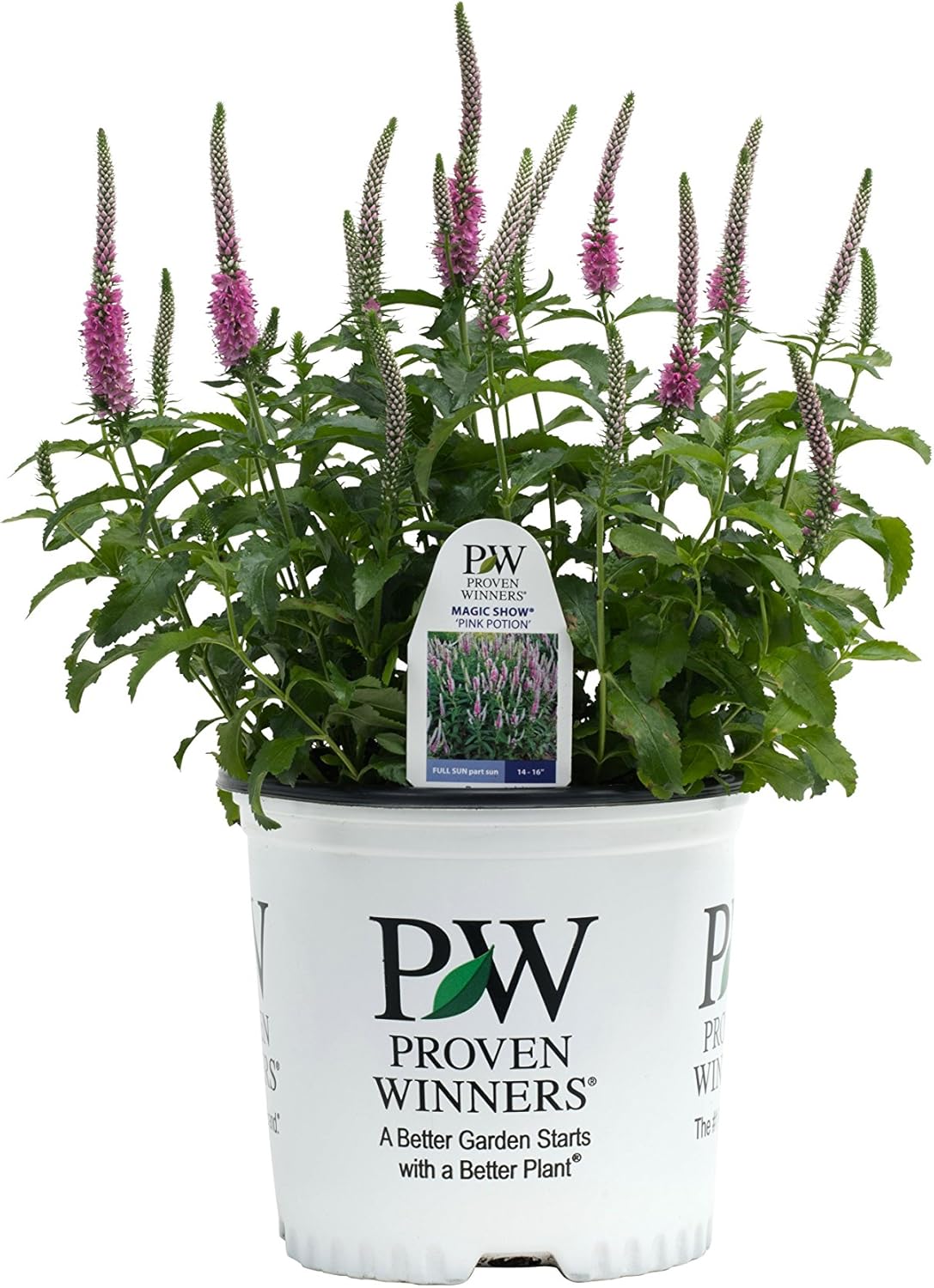 Magic Show Pink Potion Spike Speedwell (Veronica) Live Plant, Pink Flowers, 0.65 Gallon