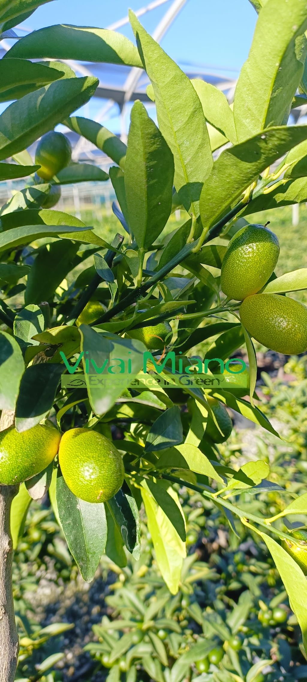Pianta di Kumquat - Mandarino Cinese (vaso - 20) con frutto - Immagine reale