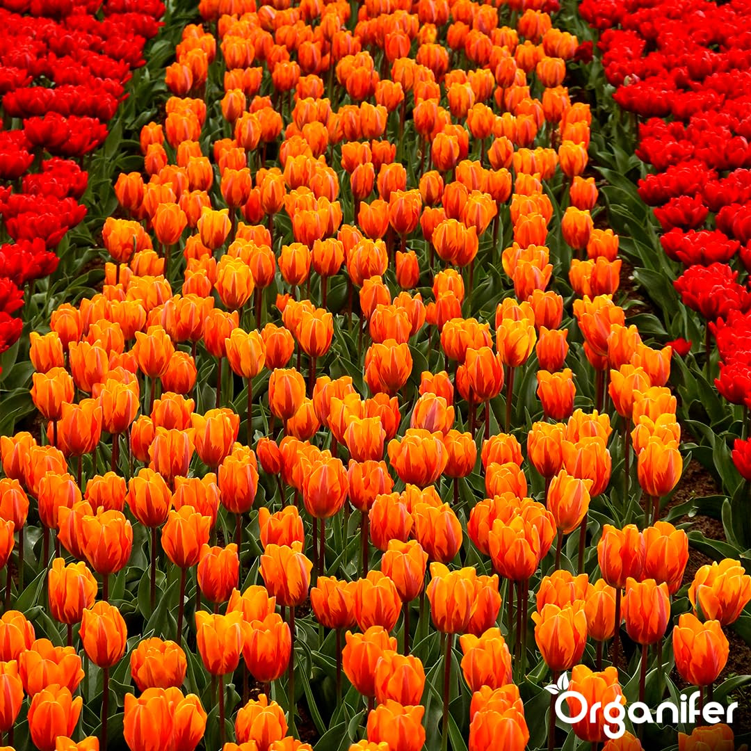Bulbos De Tulipán
