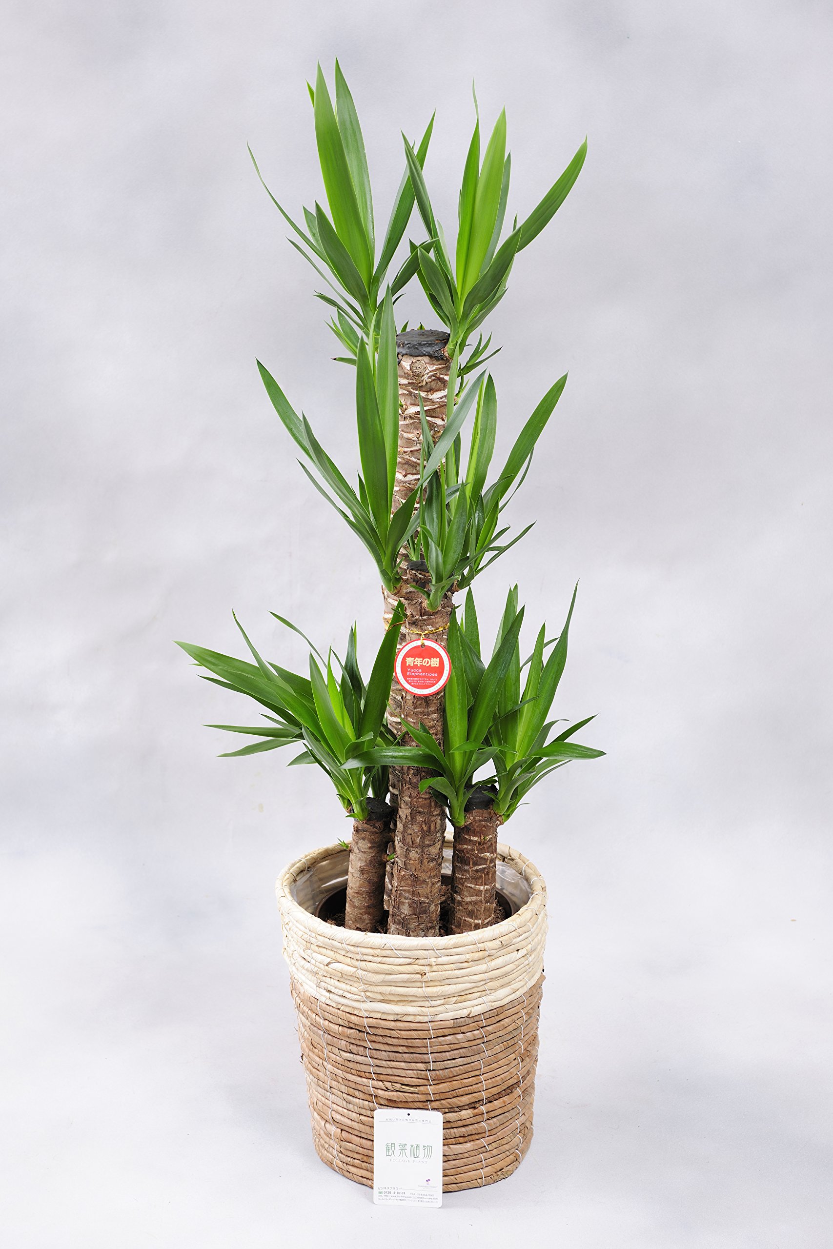 Amazon｜観葉植物 ユッカ・エレファンティペス8号※2色仕様のバスケット