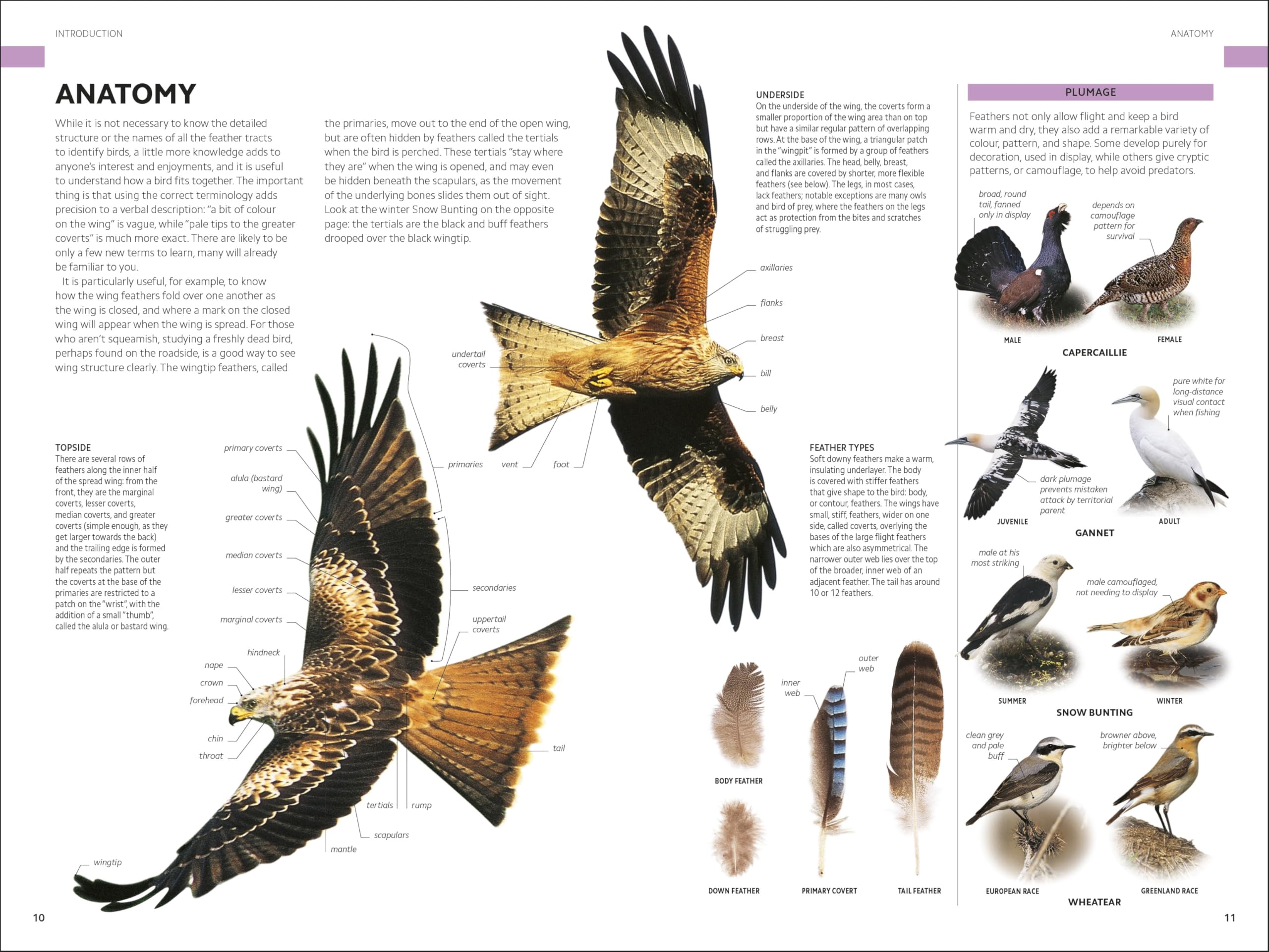 RSPB Birds of Britain and Europe: The Definitive Photographic Field Guide
