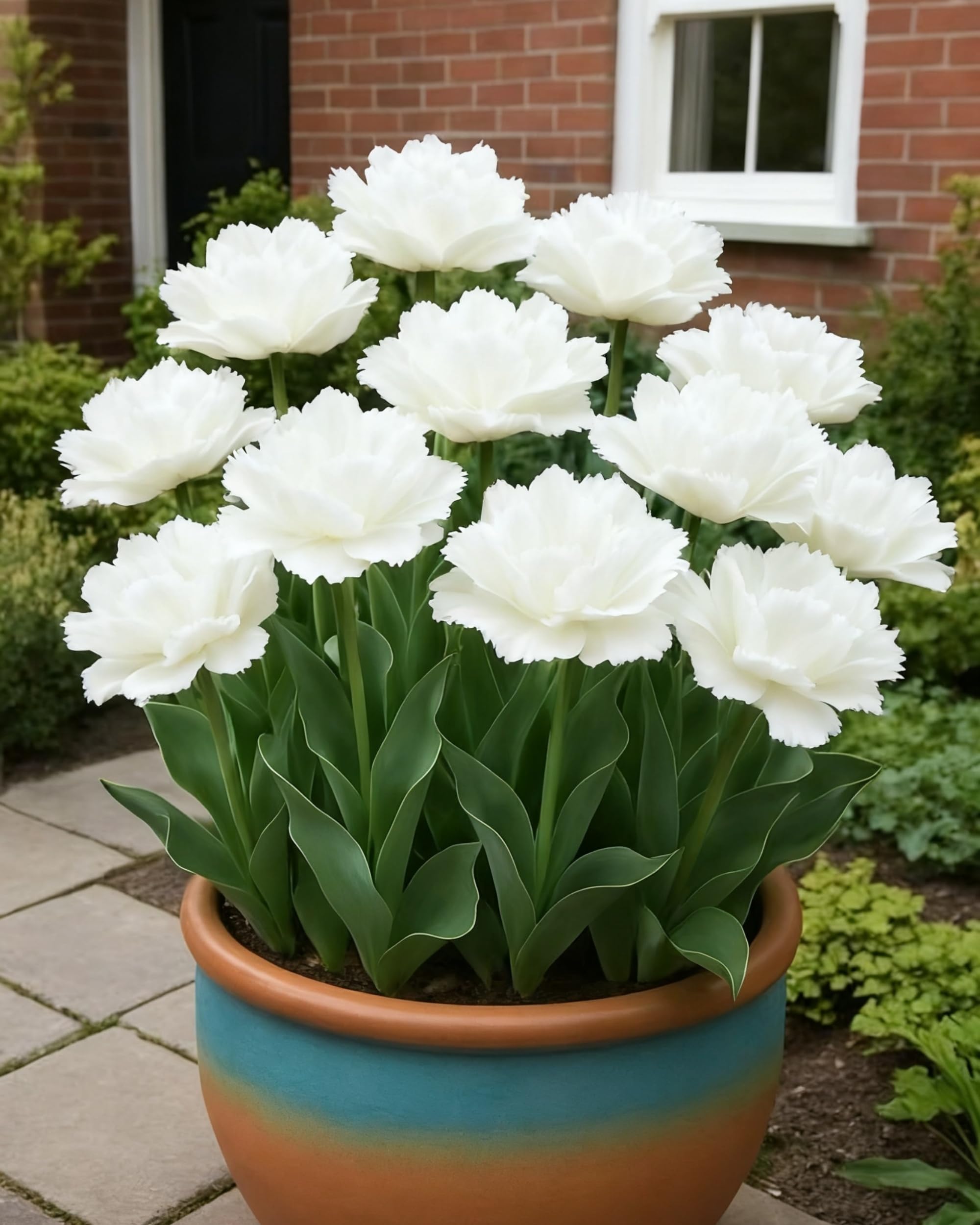 Tulip Bulbs for Planting – Large Blooms, Vibrant Colors, Seasonal Garden Decoration，Hardy Perennial, Excellent Display-15bulbs-C