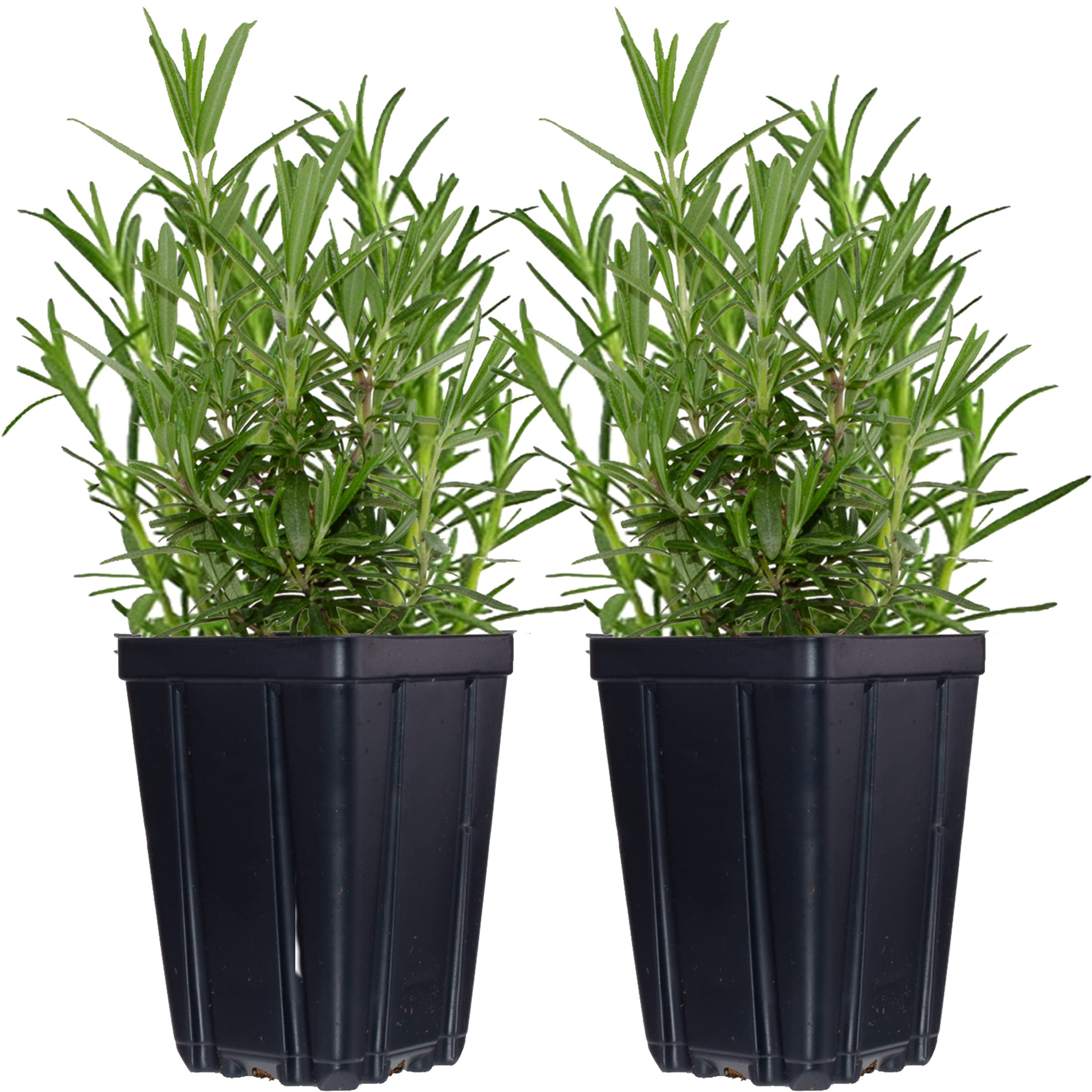 2 Live Potted Rosemary Herb Plants Grown in Quart Pots - Container Plant or for The Garden - Naturally Grown