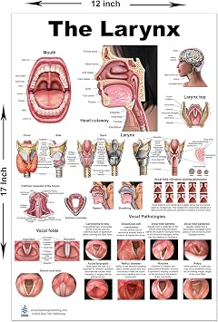Blue Tree Publishing Larynx Poster With Software Larynx and Vocal Fold ID Speech Language Pathology, SLP, Singing