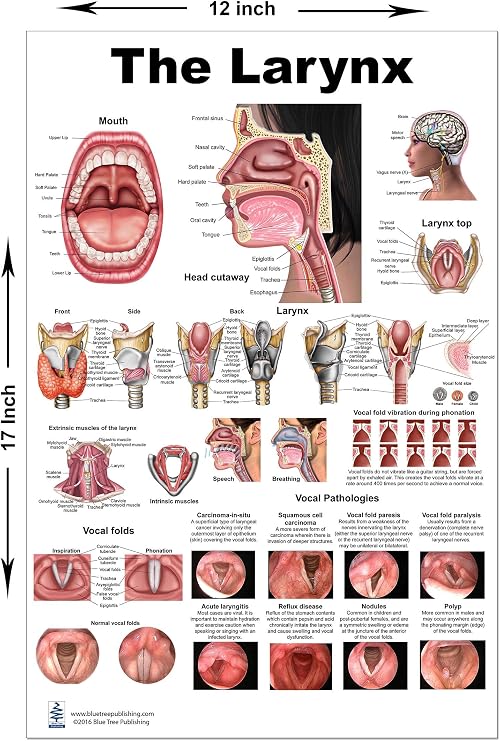 Blue Tree Publishing Larynx Poster With Software Larynx and Vocal Fold ID Speech Language Pathology, SLP, Singing
