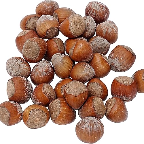 Miniatura 6 de CHUXAY GARDEN 9 semillas European Filbert,Corylus Avellana,Engranaje de supervivencia comestible de avellana europea Semillas de alimentos Árbol