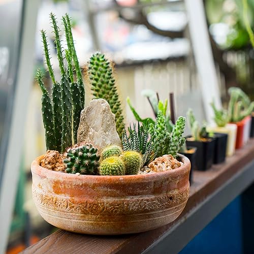Miniatura 4 de Outsidepride Mezcla de semillas de plantas de jardín tolerante a la sequía de cactus suculentos 1000 semillas