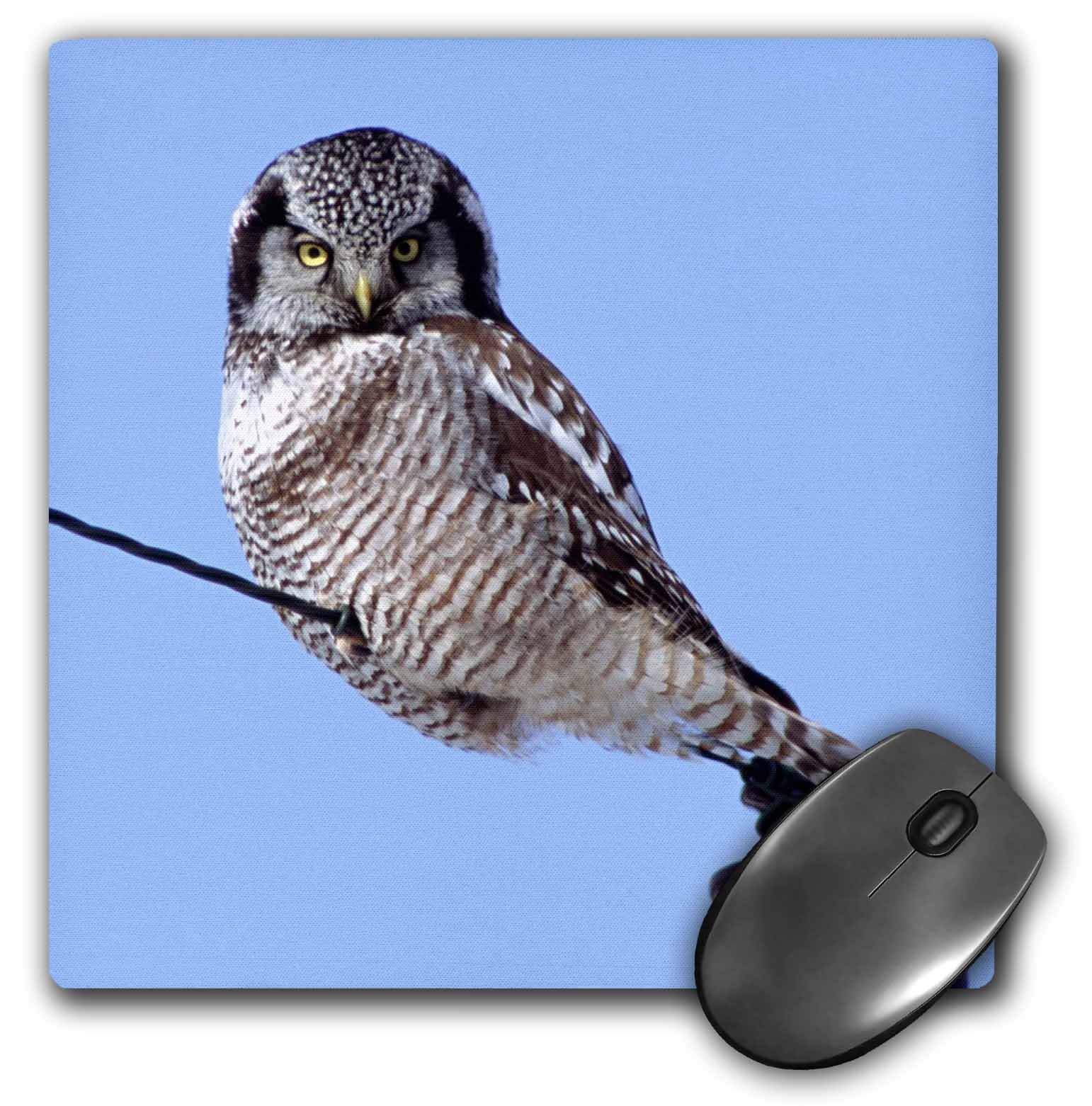 3dRose LLC 8 x 8 x 0.25 Inches Northern Hawk Owl Perched on a Wire Bernard Friel Mouse Pad (mp_91321_1)