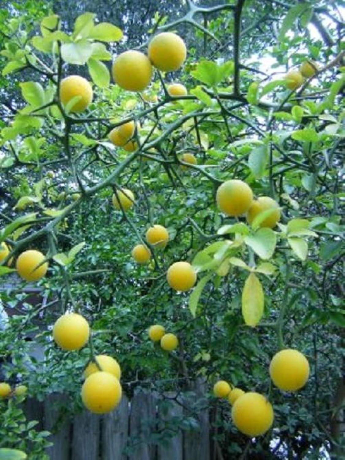 6-12" Tall Trifoliate Orange (Poncirus trifoliata) 1-2 Year Old Plant
