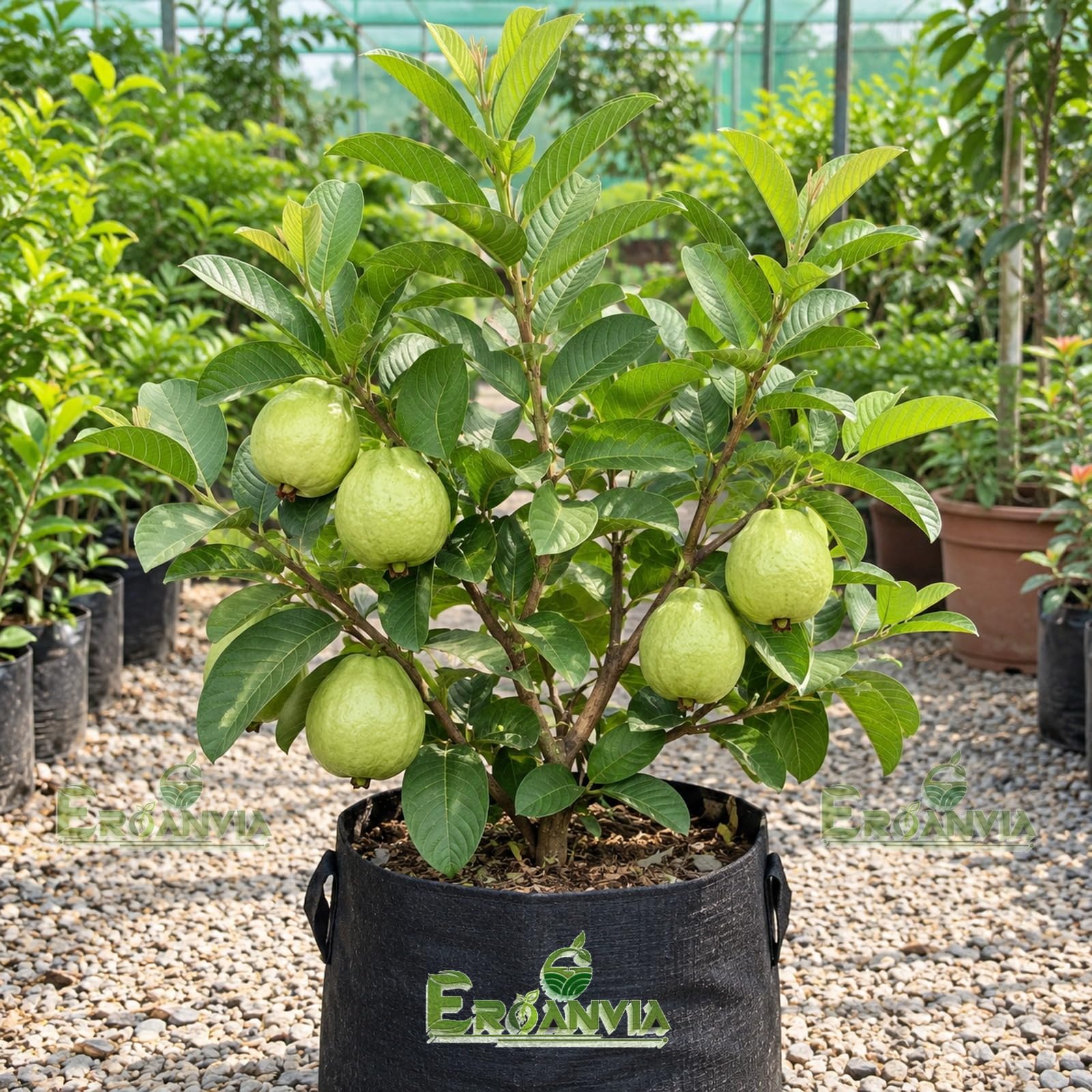 All Time Egg Fruit Plant - Live Grafted Tree -23