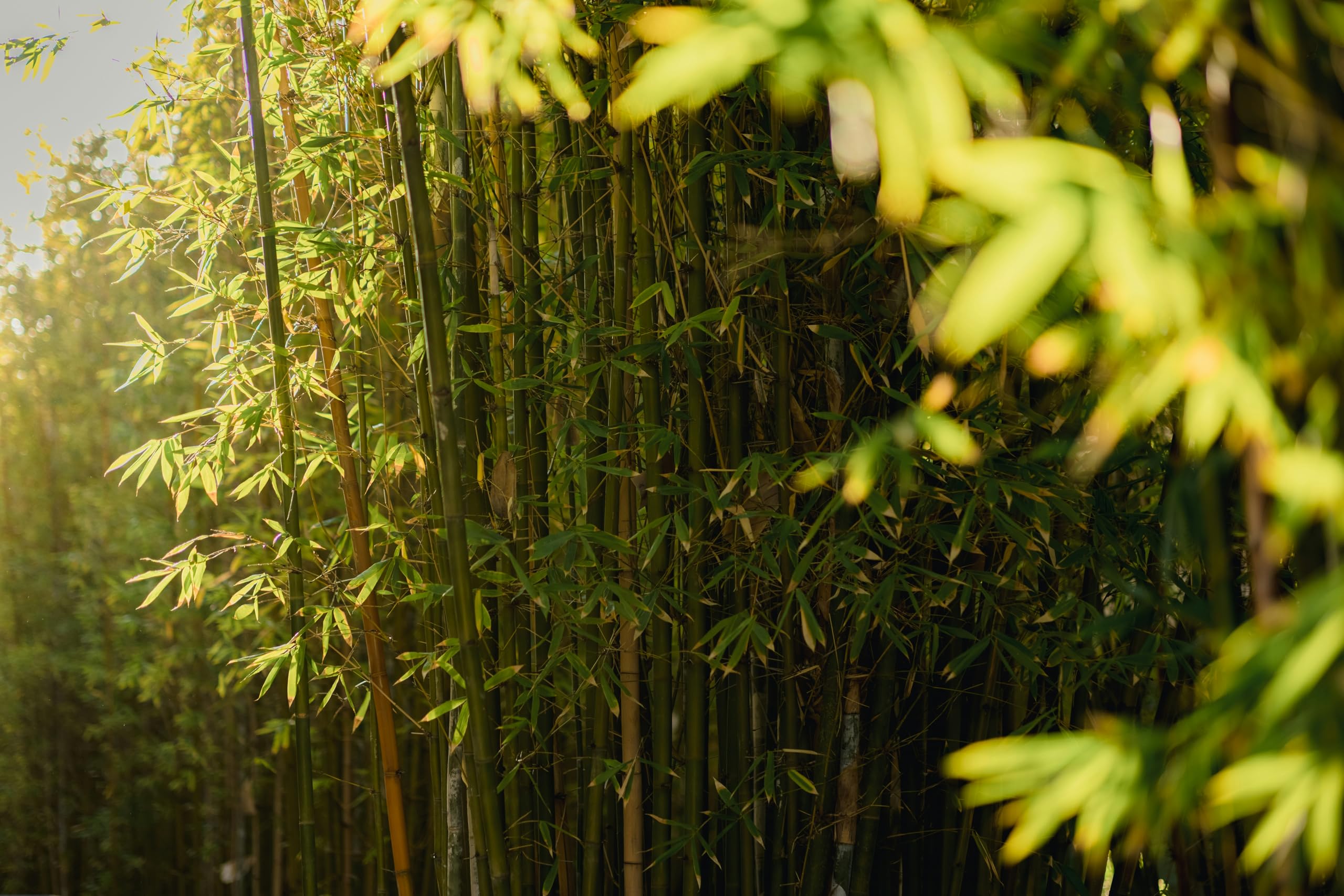 Phyllostachys bissetii – bamboo sempreverde rustico – ideale per siepi e schermature naturali pianta in vaso ø18 cm h. 150 cm circa Vivaio di Castelletto