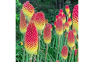 QAUZUY Red Hot Poker Seeds: Striking Blooms for Your Garden
