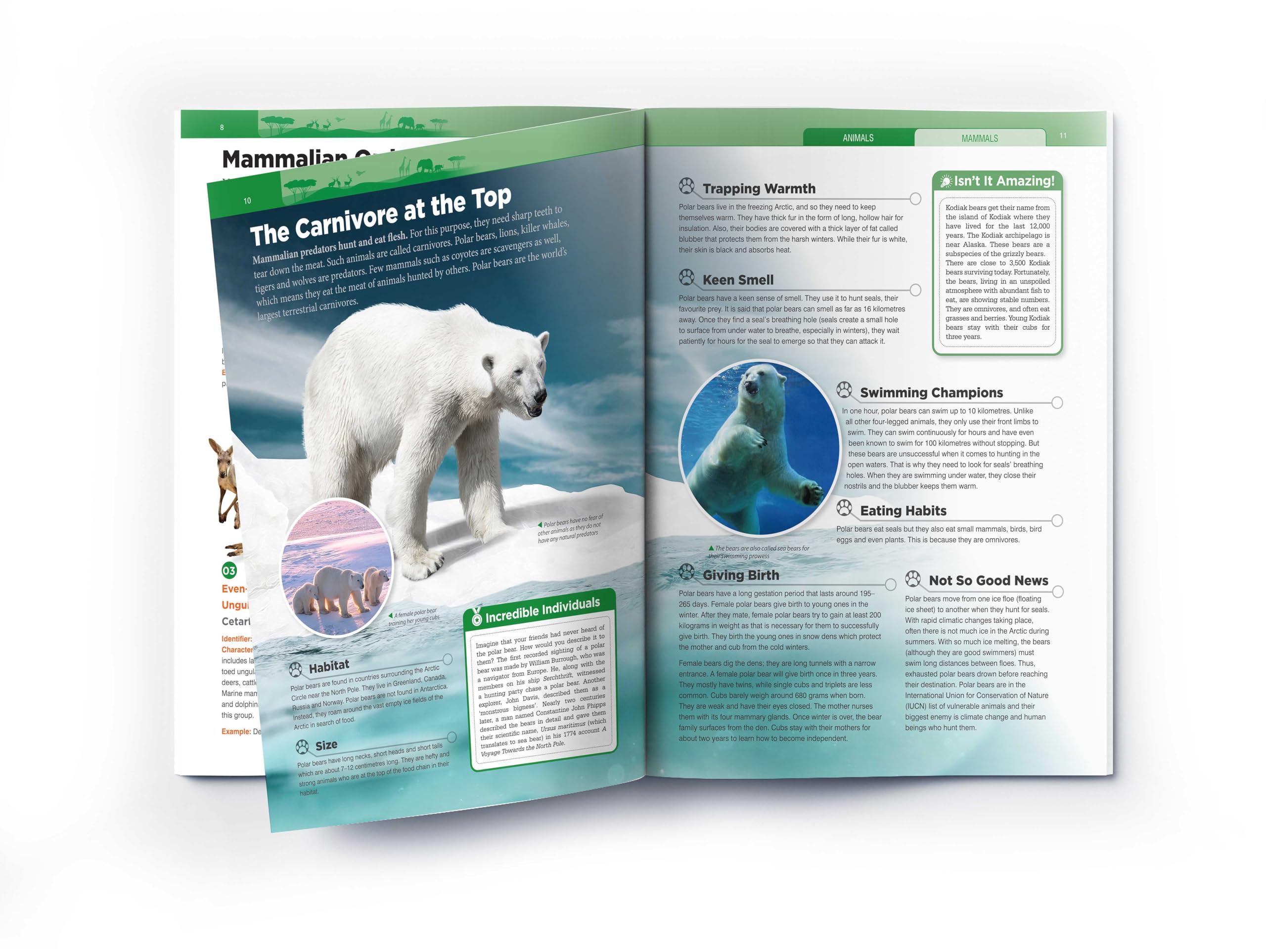 Animals - Mammals : Knowledge Encyclopedia For Children 2