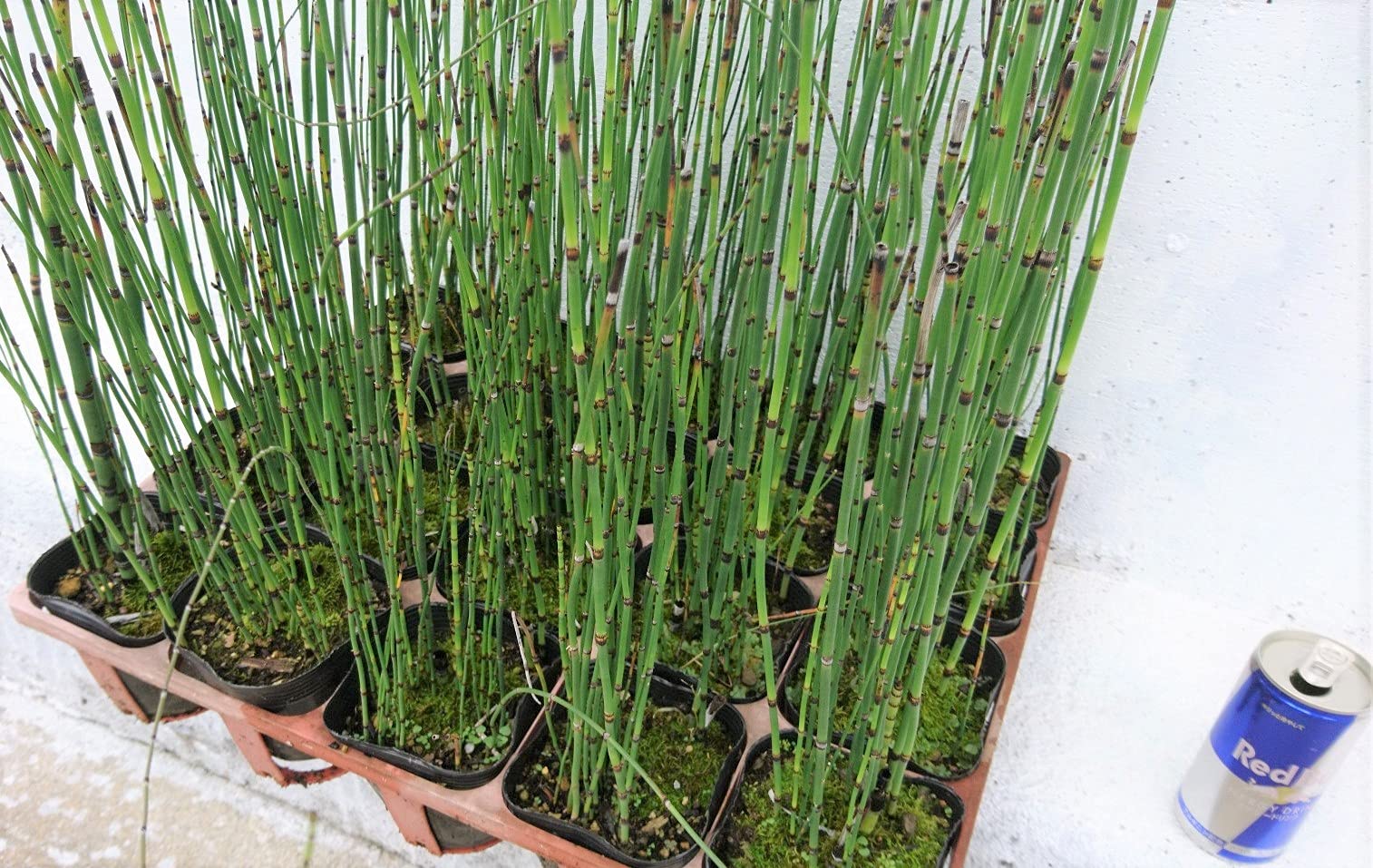 Amazon.co.jp: オオトクサ 10ポットセット 【10.5cmポット】大木賊