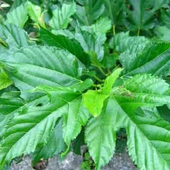 シルクワーム　蚕　ご飯　粉末タイプ1000g （蚕の餌） シルクワーム 蚕 ご飯 粉末タイプ1000g （蚕の餌）