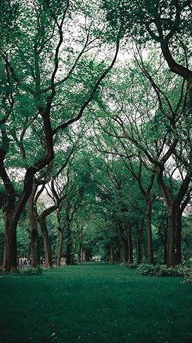 papel de parede da natureza