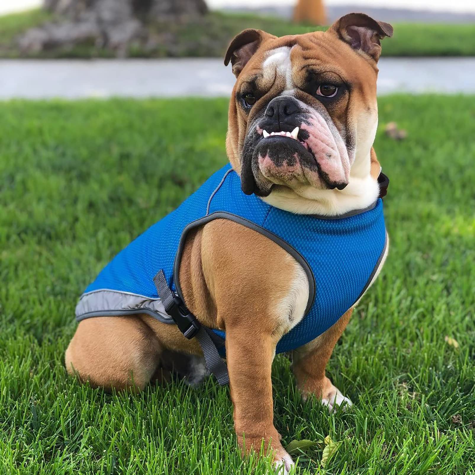 CUTTE Kühlweste für Hunde, Verstellbar mit Reflektierendem Streifen Haustierkleidung Angstlinderung Sonnenschutz Atmungsaktive Kühljacke für Hunde,Blue,XXL