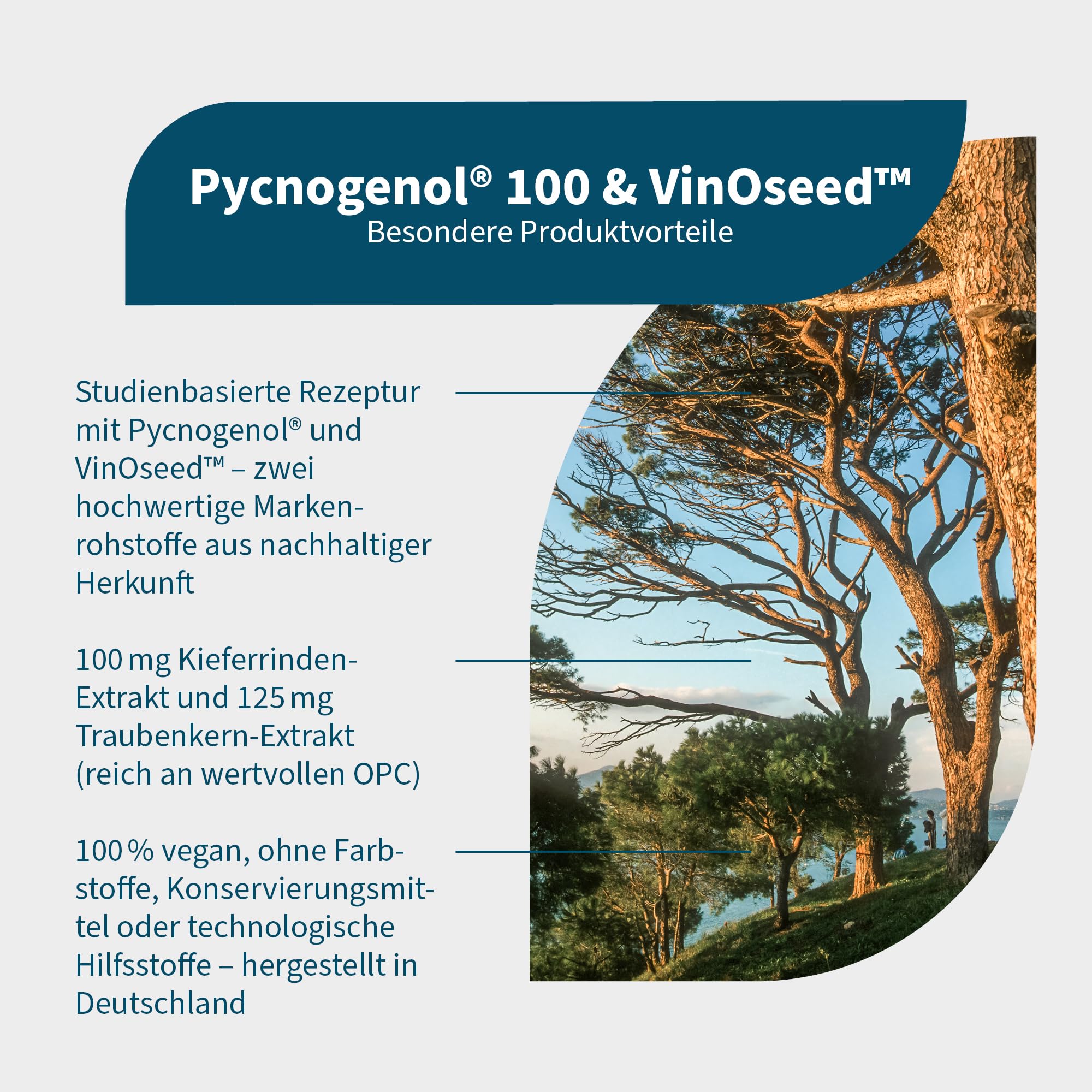 NatuGena Pycnogenol 100 & VinOseed OPC-Kombination, 100 mg französische Meereskiefer & 125 mg Traubenkernextrakt, vegan, Antioxidantien-Schutz, vegan, 30 Kapseln (30 Tage Packung)
