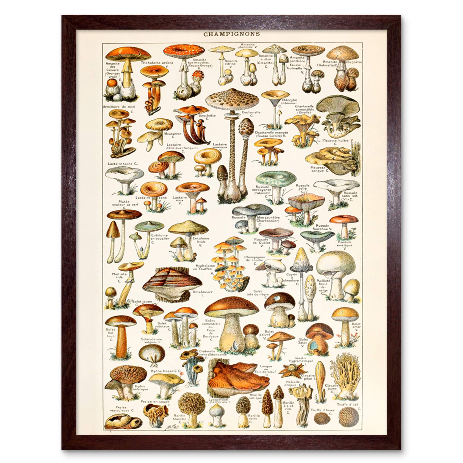 Artery8 Mushrooms Fungus Millot Encyclopedia Page Art Print Framed Poster Wall Decor 12X16 Inch